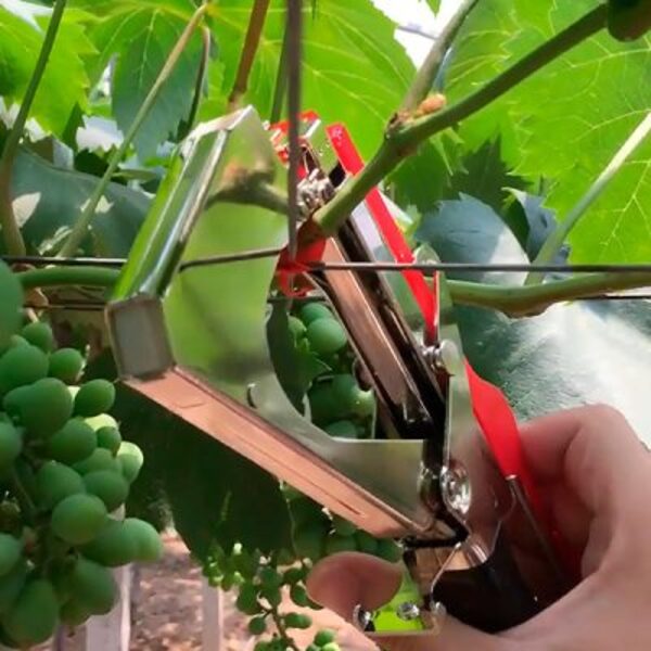 PLANTBRANDTAPE114959__280525